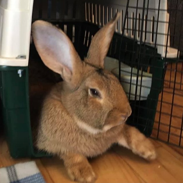 Bunny Therapy Rabbitry logo